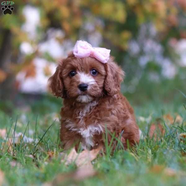 Millie, Cavapoo Puppy